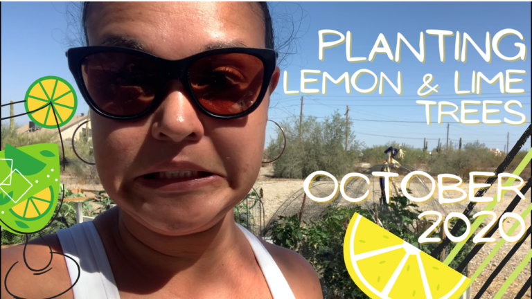 Planting Citrus Trees